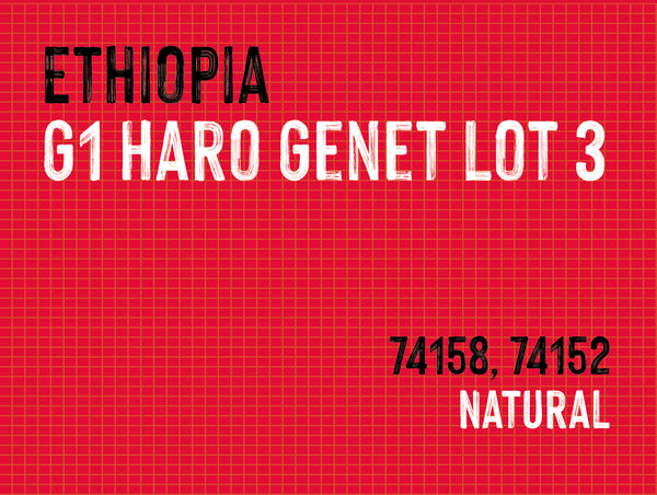 G1 Haro Genet Lot 3, Bekele Belachew, Ethiopia |  Natural MMY-0162